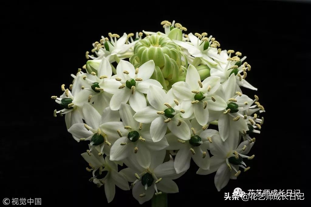 每日一花|伯利恒之星,可用于治疗癌症,洁白可爱