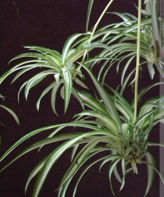 吊兰盆里放香蕉皮好吗,吊兰盆里栽多了