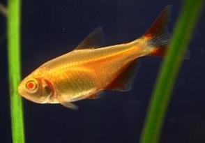 草缸灯鱼专用灯,草缸专用灯防太阳