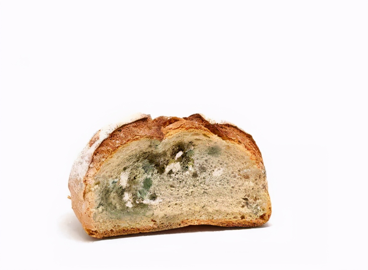 如何喂博美,博美犬正确喂食方法