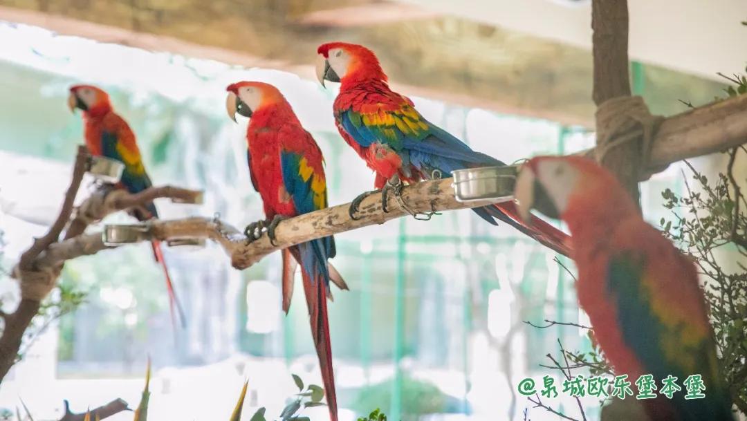 泉城欧乐堡动物王国二日游,十一假期泉城欧乐堡动物王国