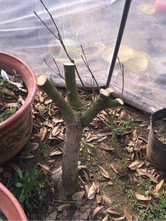 盆栽桂花怎么挽救,盆栽桂花落叶怎么补救视频