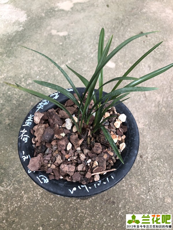 兰花上盆注意事项有哪些,兰花护盆草选择