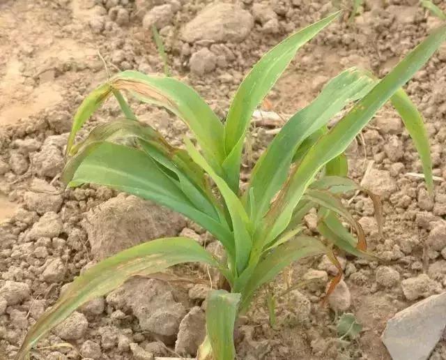 除草剂几天可以灭草,不用除草剂就灭草的配方