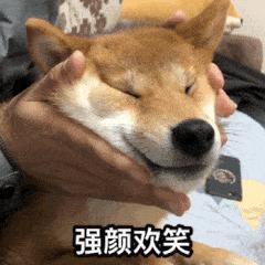 狗狗智商有多可怕,狗狗的智商有多高已经成精了