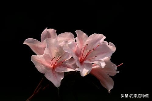 有种植物叫杜鹃,植物杜鹃