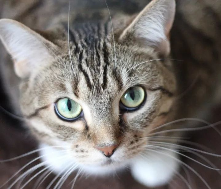 猫咪最不可以碰的地方是哪里,猫咪最不能碰的几个地方