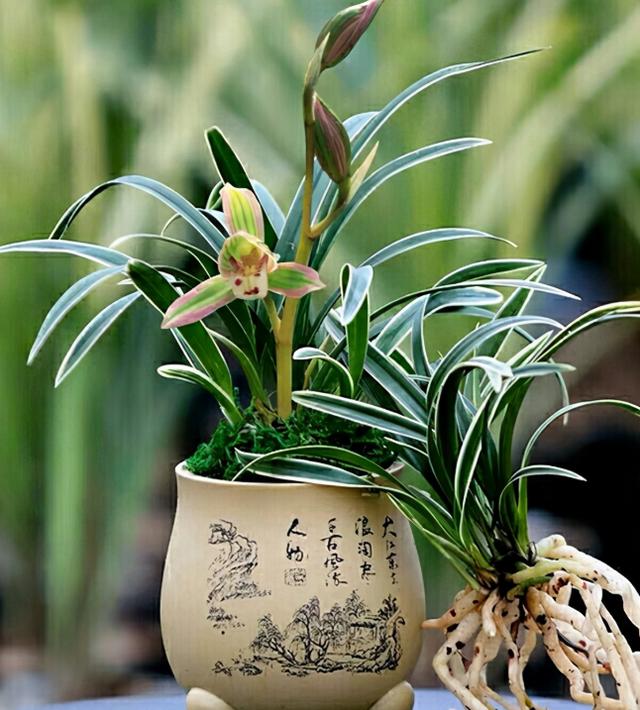 兰中极品“帝王妃”，花开双色，兰香浓郁，极具帝王气息