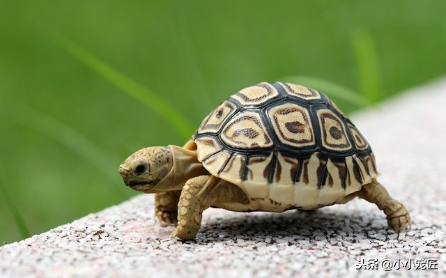 冬天乌龟怎么养才不会死,乌龟一般养几年才不会死