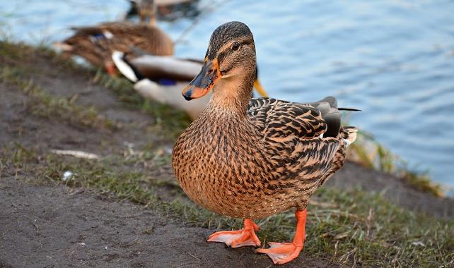 养鸭子当宠物最适合养几只,养一只宠物鸭什么体验