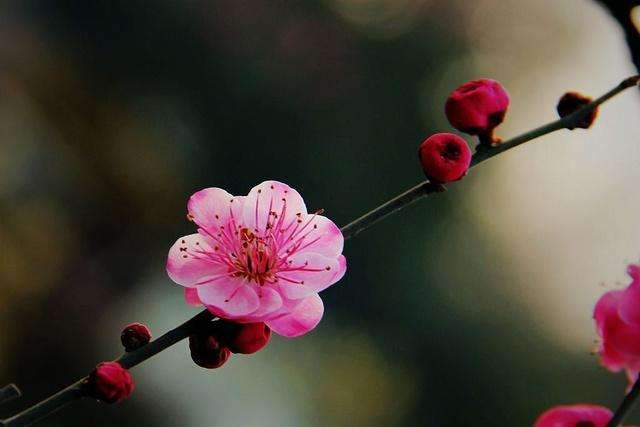 梅花花期过后怎么修剪,梅花花后修剪视频