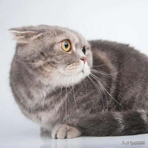 怎样对猫咪猫咪才不会害怕人,猫咪害怕怎么让它有安全感