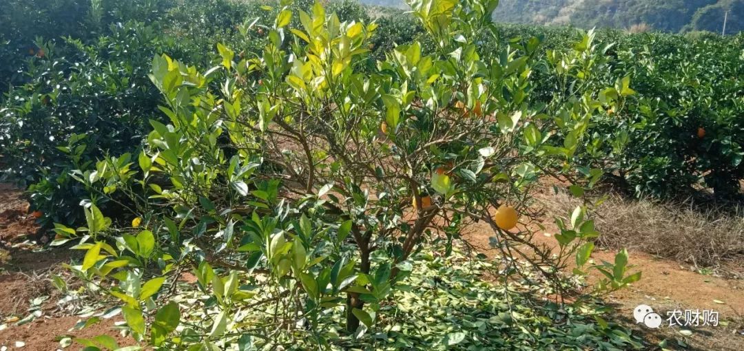 柑橘爱媛用什么肥能提早上市,脐橙爱媛