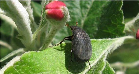 金龟子危害苹果幼果,金龟子啃月季叶片
