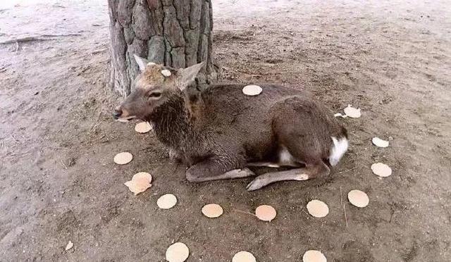 世界各地如果没有中国游客，该有多无聊