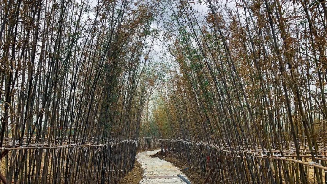 彭山竹韵廊在什么地方,彭山区竹韵廊公园航拍