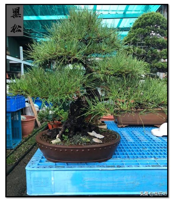 树势不旺的黑松盆景如何养护 (黑松盆景几年换盆比较好)