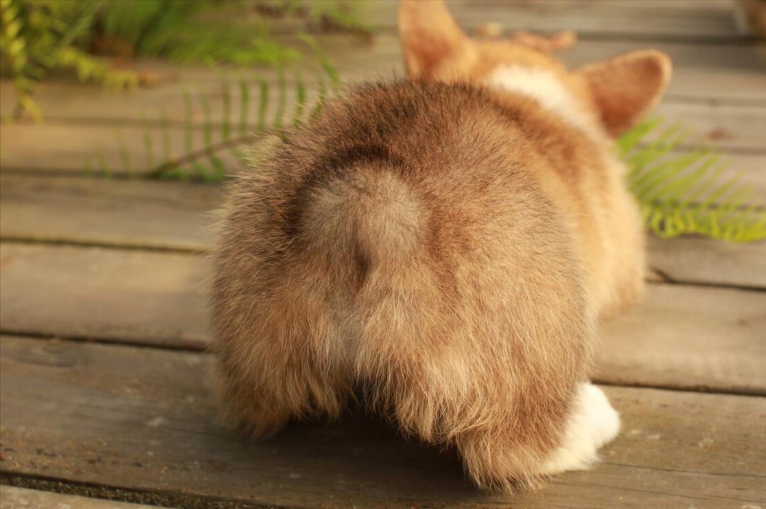 柯基宝宝太调皮被狗妈妈教训,柯基幼犬多大就度过危险期了