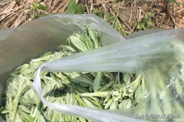 马鞍山的一年四季,马鞍山春天哪里最好