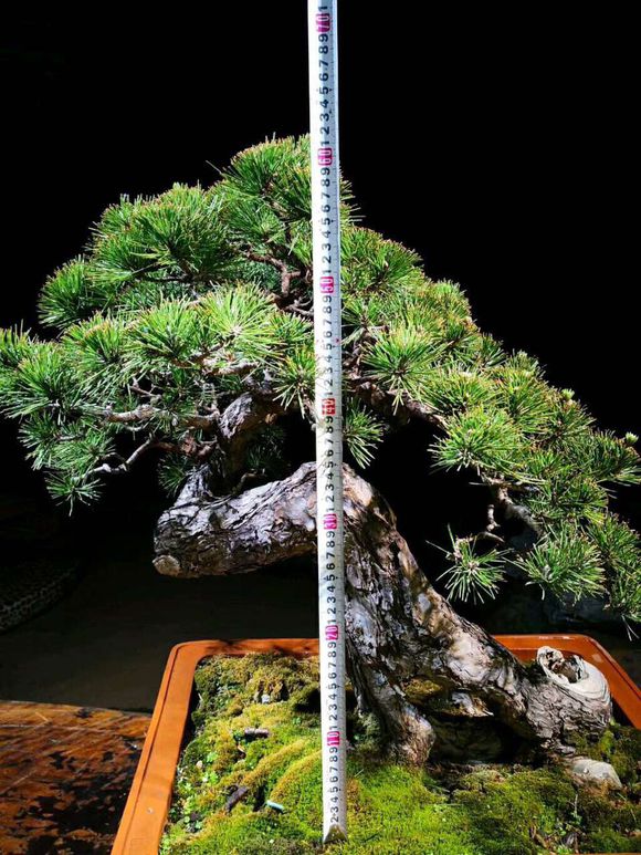 黑松裸根,黑松根什么样