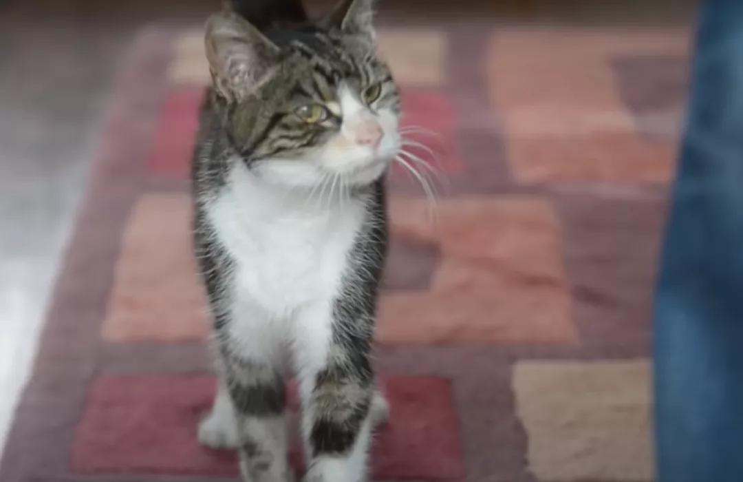 猫咪走失一个月又回来了,猫咪失踪15年后终于找到了吗