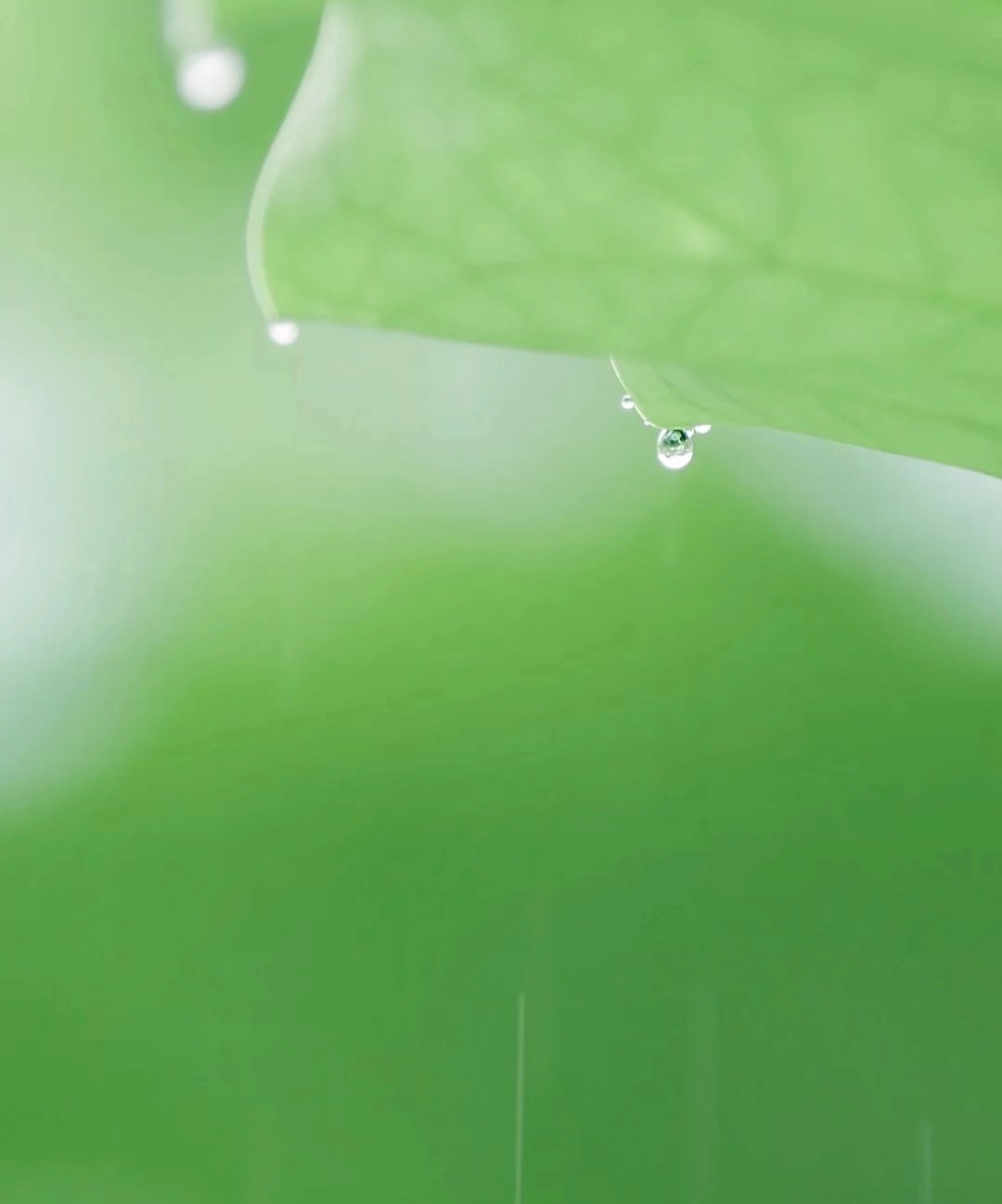 看取莲花净应知不染心,看取莲花净的意思