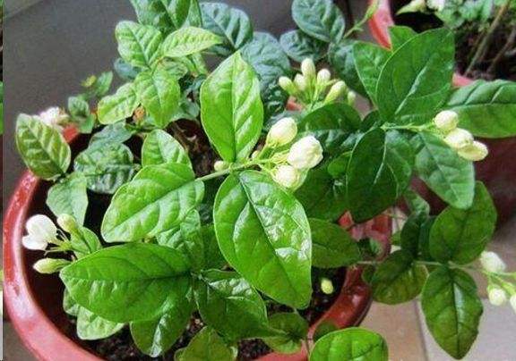茉莉花最爱喝的水,茉莉花开过花以后需要施什么肥料