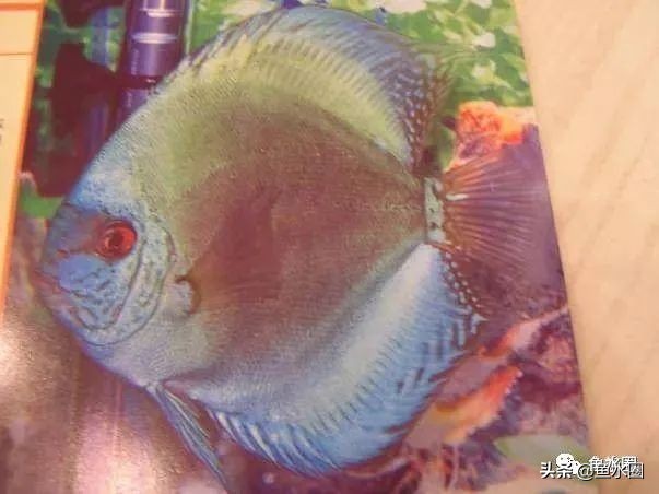 七彩神仙最好看的品种,七彩神仙多大分品种