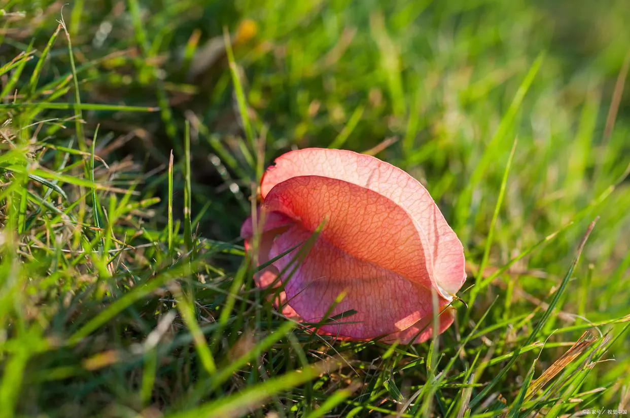 绉嬫棩绗旇鐩存挱,绉嬫棩绗旇