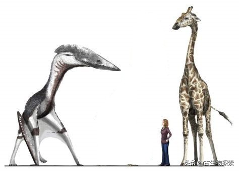 巨型翼龙视频,超大型翼龙