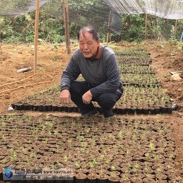 广西靖西：小小天冬价值高，试种成功喜丰收，农民致富在望