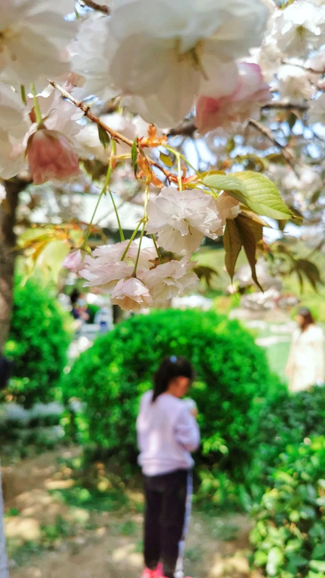济南3月免费赏花攻略,花都开了济南周边赏花攻略收好