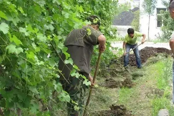 葡萄长锈斑图片,葡萄上有锈斑是什么品种