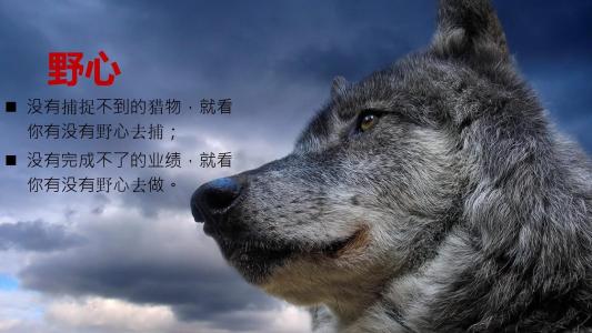 狼文化的团队文化,狼文化与狼性团队