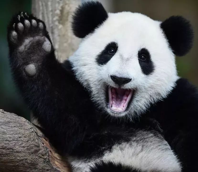 不保护就晚了！你最爱的干（小）脆（熊）面（猫）比大熊猫还濒危