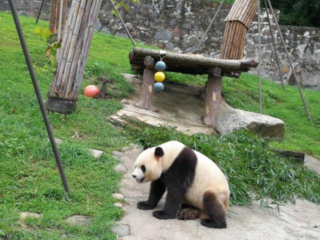 拼车去*藏西**，看功夫熊猫都江堰，导游带进购物店，让躺在床上体验