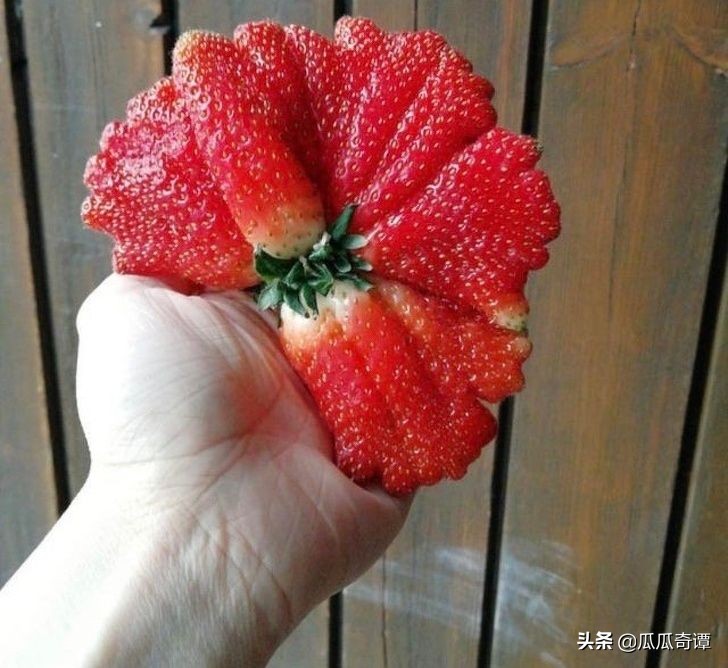 恶魔果实水果性能,恶魔果实图鉴108种属性