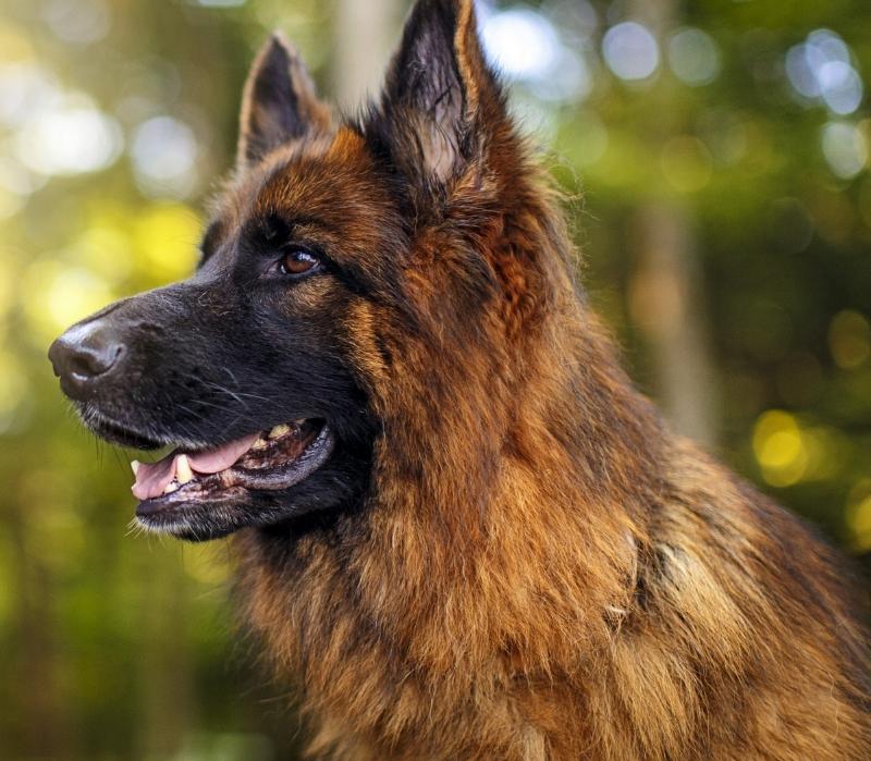 德国牧羊犬的分析,德国牧羊犬的优点和缺点