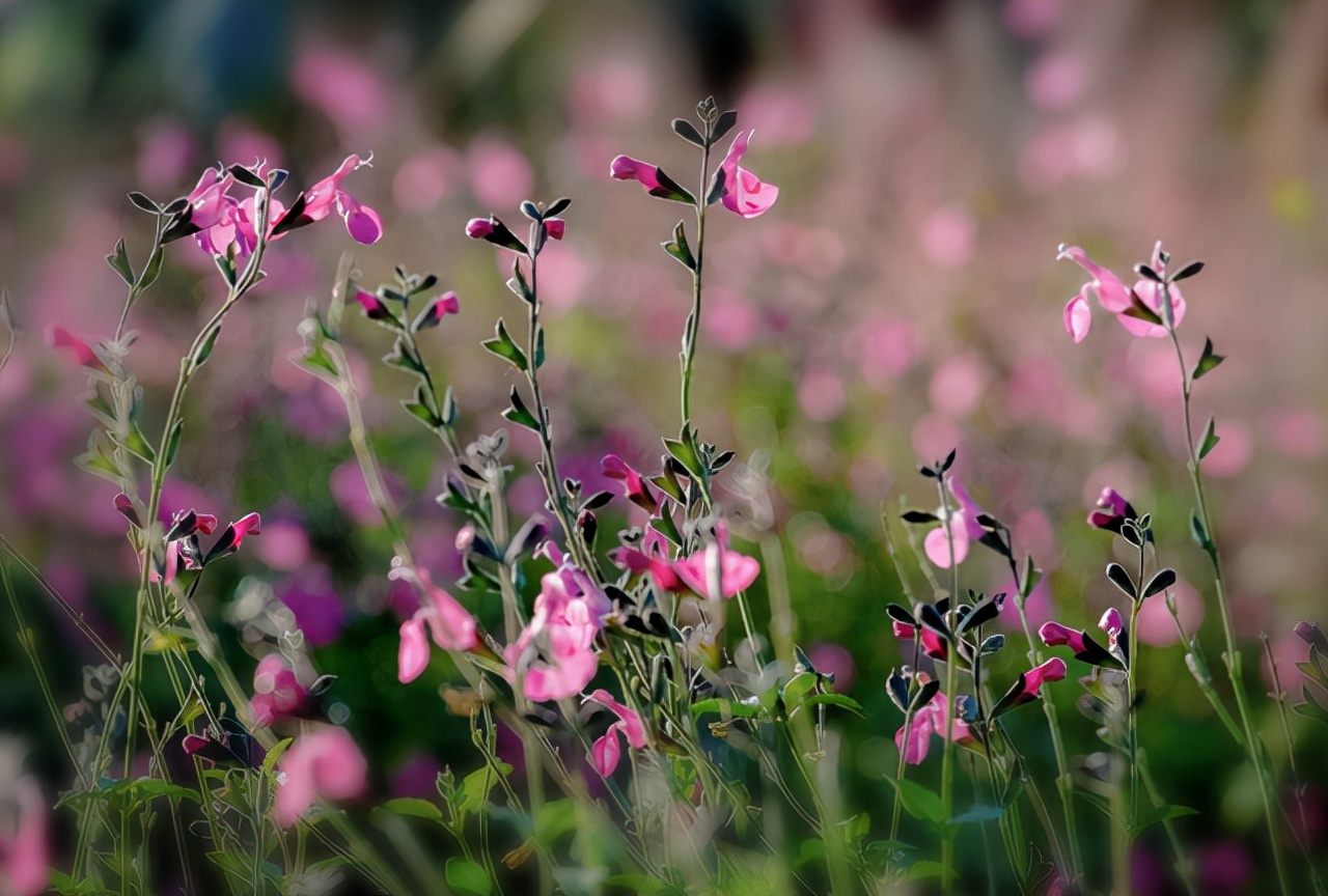 有桃花劫的明显特征与弱点,命中有桃花劫合集