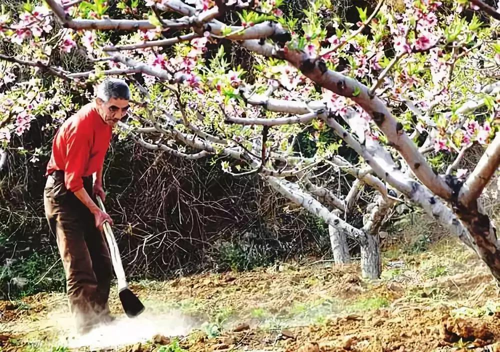 一季果园,桃园管理