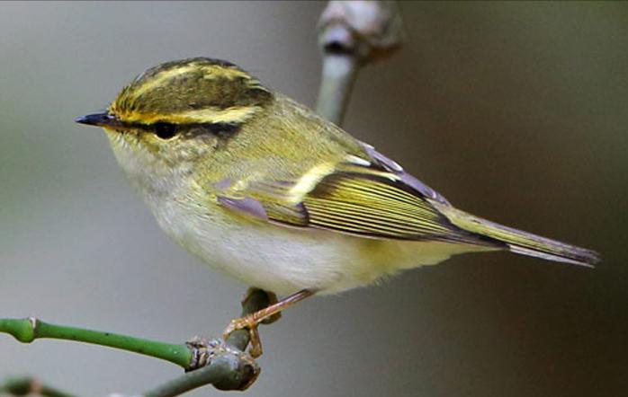 东江揽胜,惠州淡水常见鸟类图谱