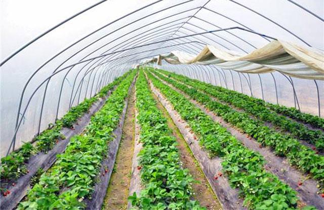 春棚草莓秧苗有蓟马打啥药,草莓蓟马虫害的症状与防治