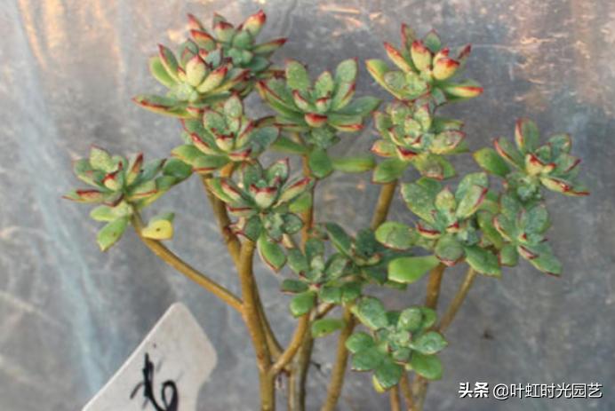 多肉老桩大科普，贱卖老桩可以买？性价比大揭秘！