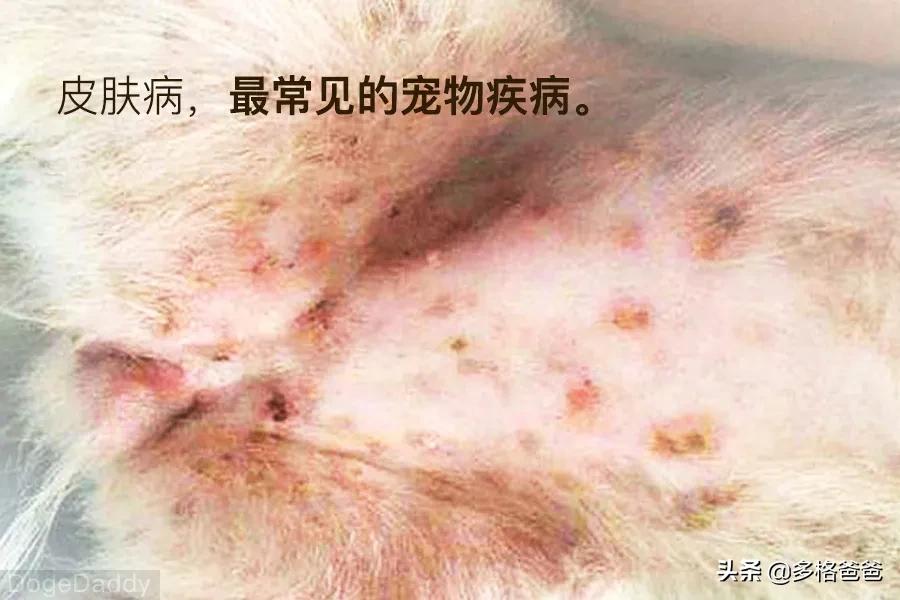 宠物疾病诊疗与处方手册讲解,常见宠物疾病药物治疗指南