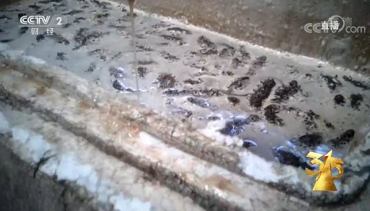 海水缸养海参,鱼缸养海参正确方法