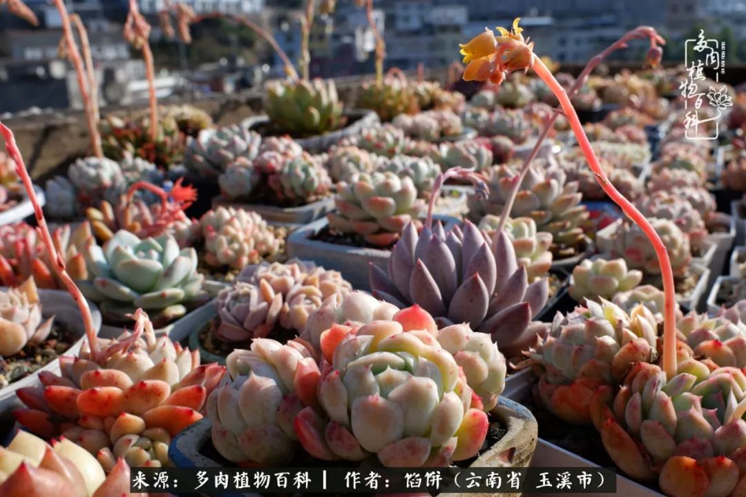 多肉对比图片,多肉对比高清图