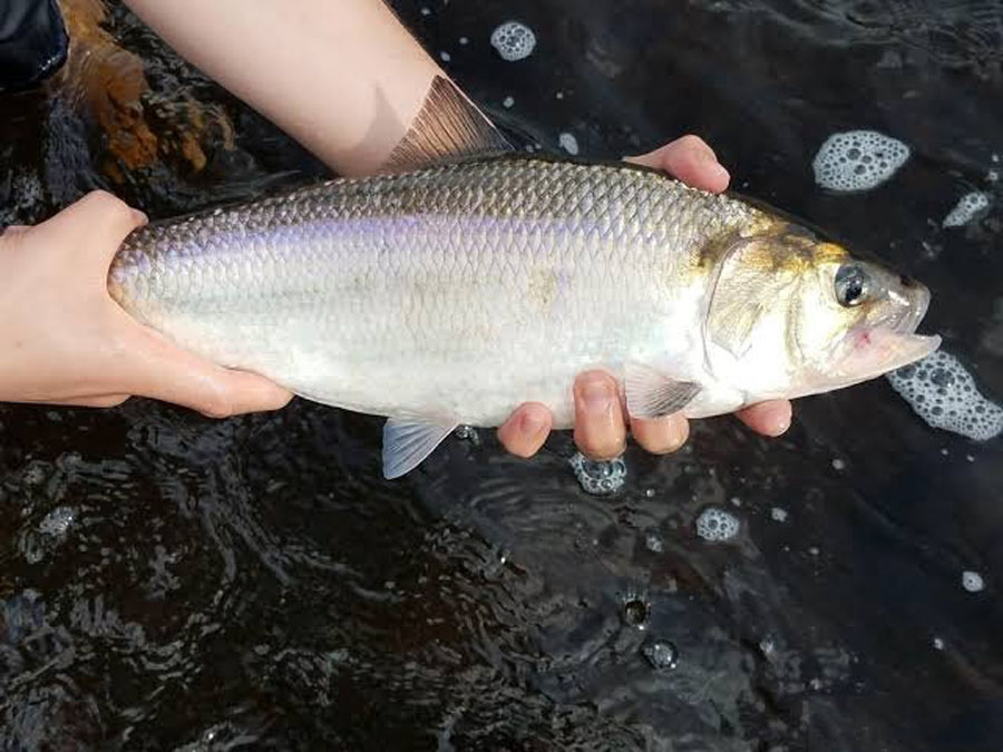 长江三鲜河豚刀鱼鲥鱼,鲥鱼是不是绝迹了