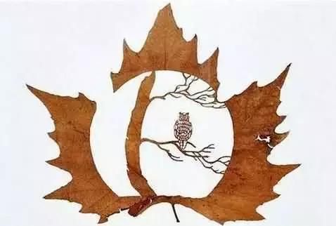 一叶一菩提高清图片,最漂亮的一叶一菩提