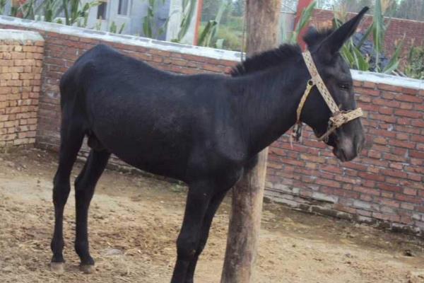 超大体型驴,什么品种的驴最好