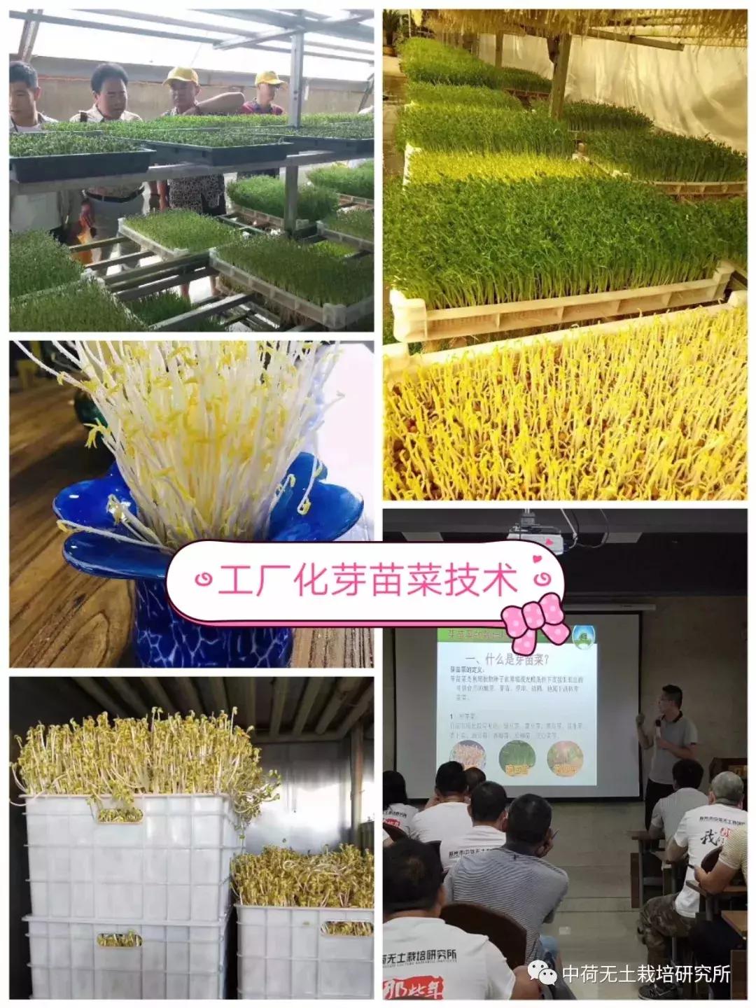 寿光无土栽培蔬菜技术培训书,寿光蔬菜无土栽培培训班